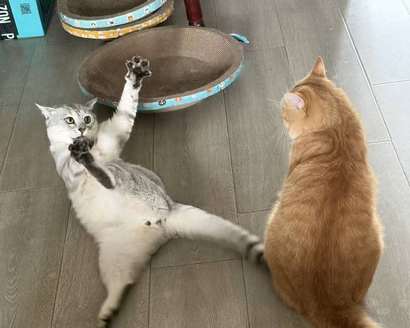 无偿领养猫咪