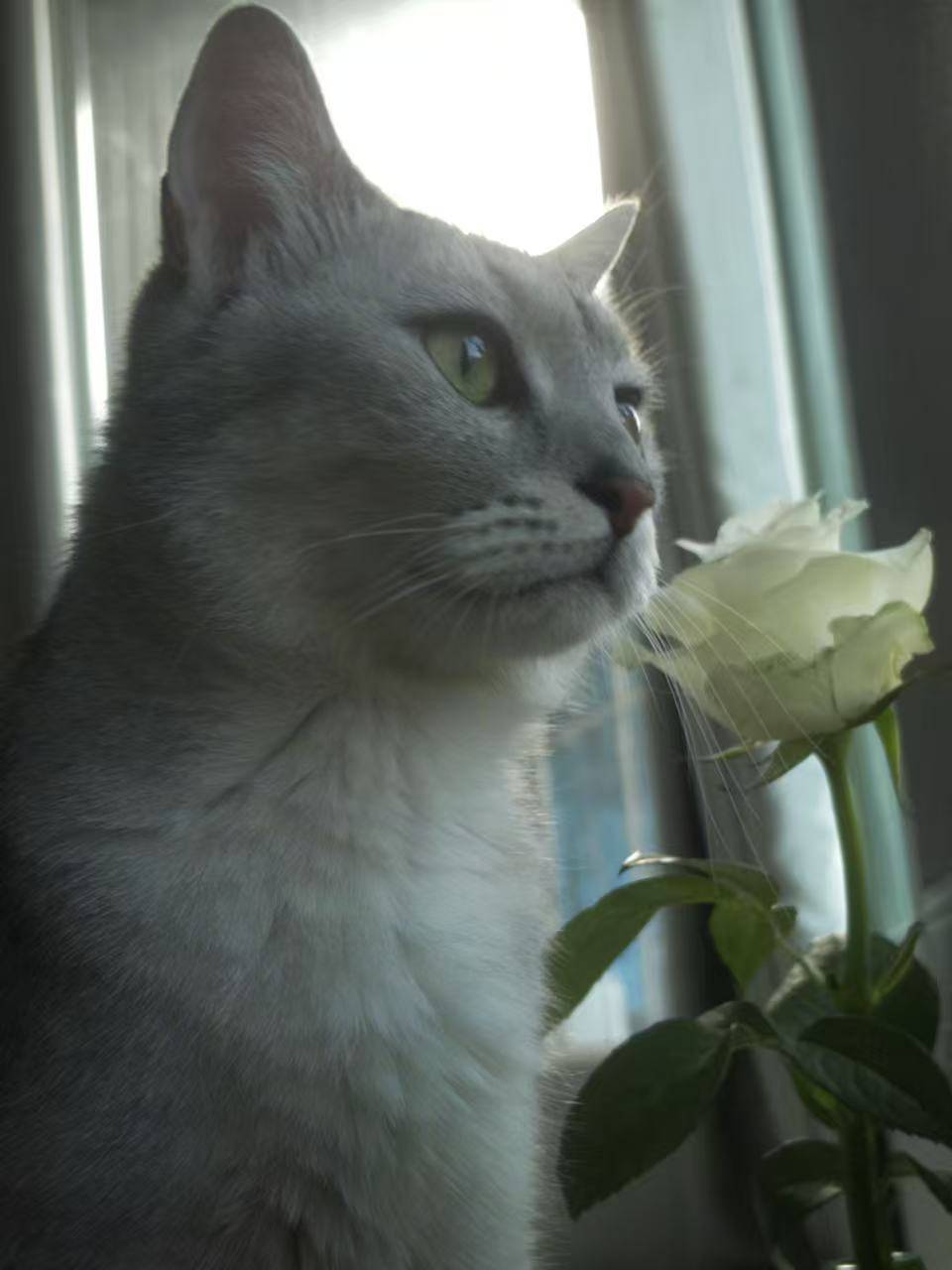无偿领养猫咪_0