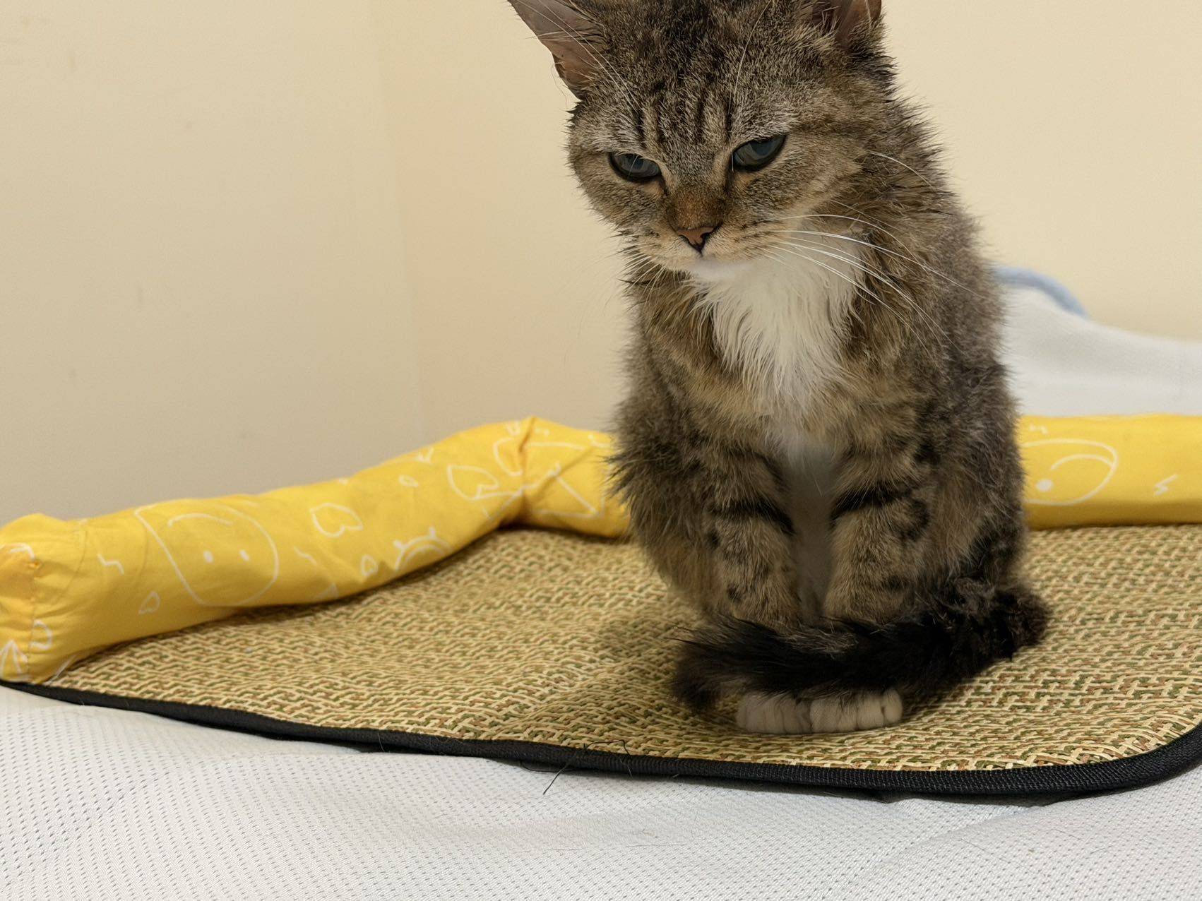 上海安亭美丽雀猫领养【已被领养】_2