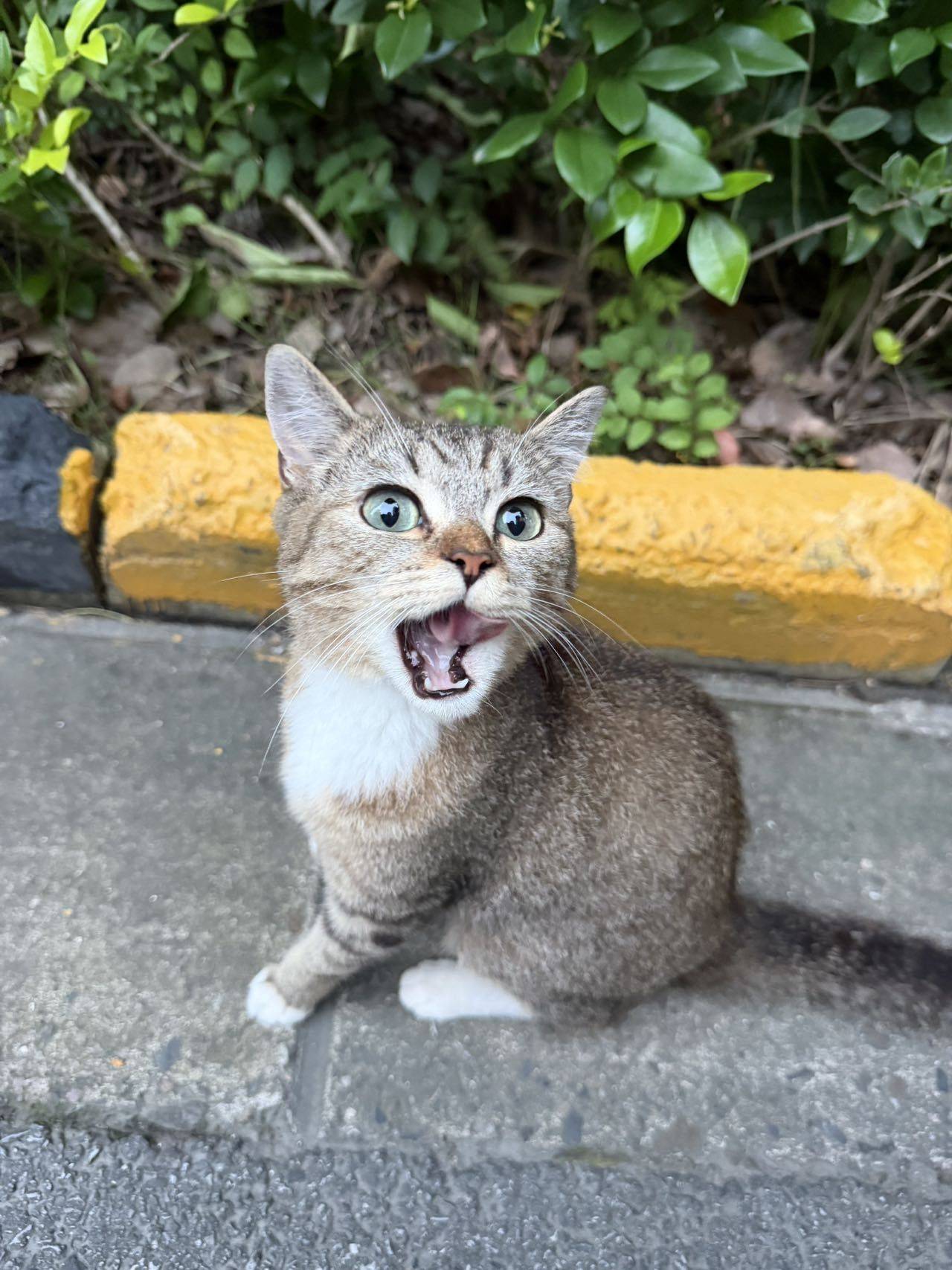 上海安亭美丽雀猫领养【已被领养】_1