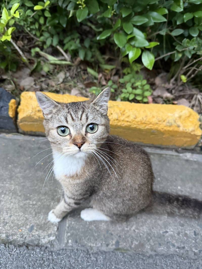 上海安亭美丽雀猫领养【已被领养】
