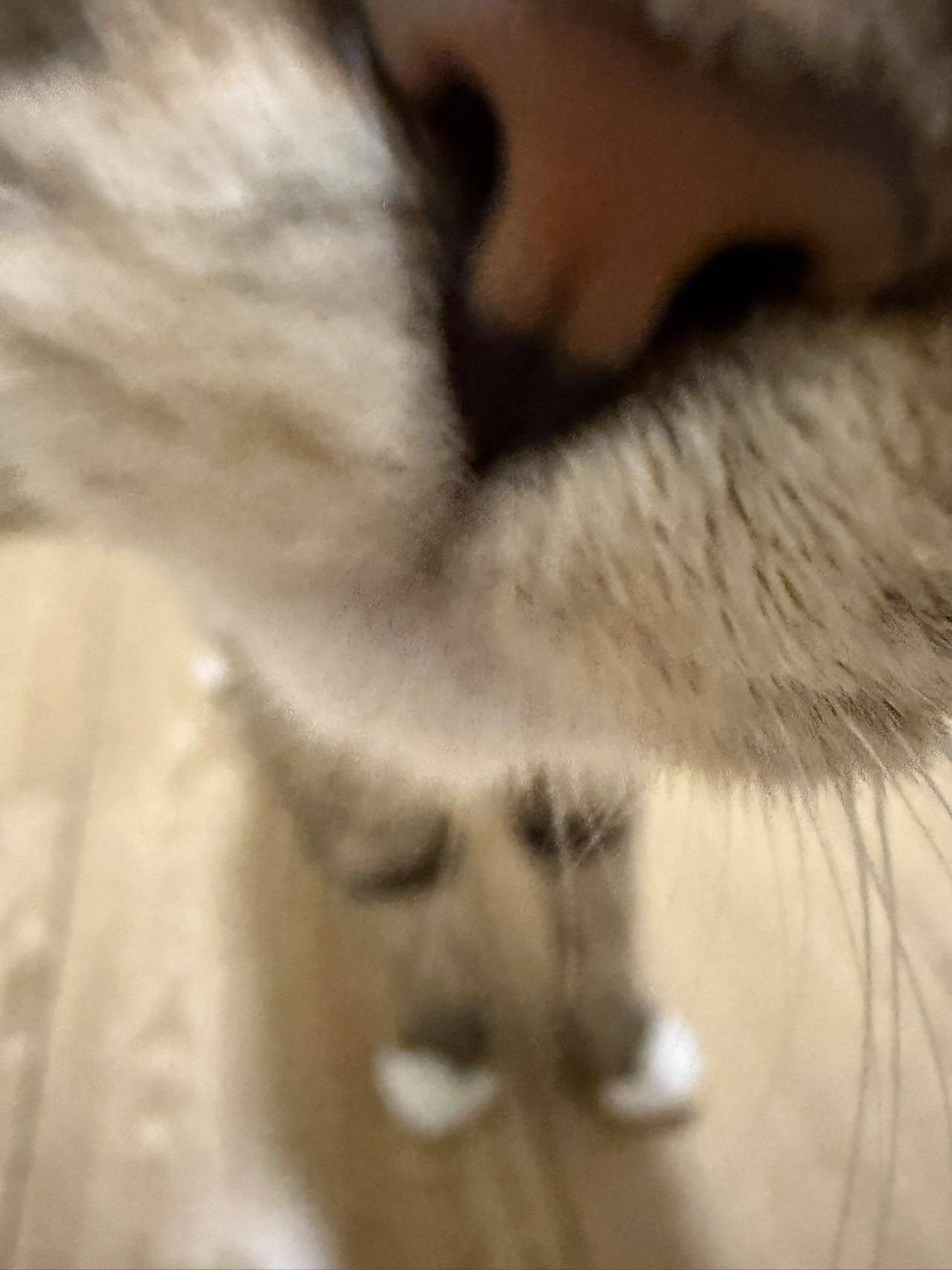 上海安亭美丽雀猫领养【已被领养】_3