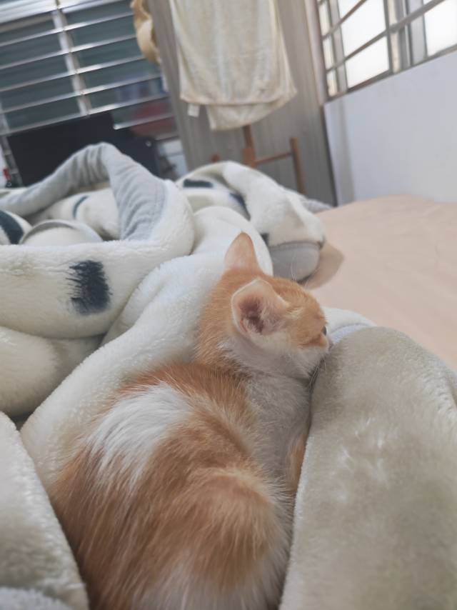 无偿领养｜深圳橘白奶猫找终身家🐱_4