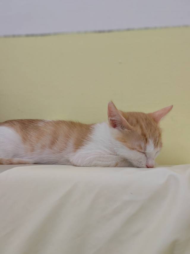 无偿领养｜深圳橘白奶猫找终身家🐱_2