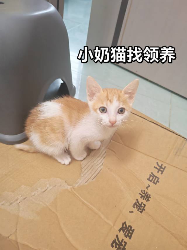 无偿领养｜深圳橘白奶猫找终身家🐱
