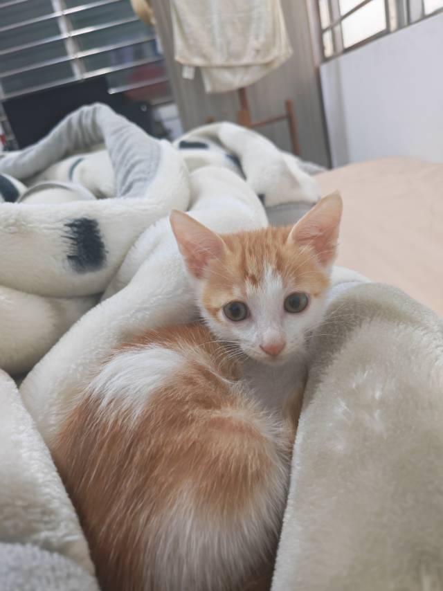 无偿领养｜深圳橘白奶猫找终身家🐱_3