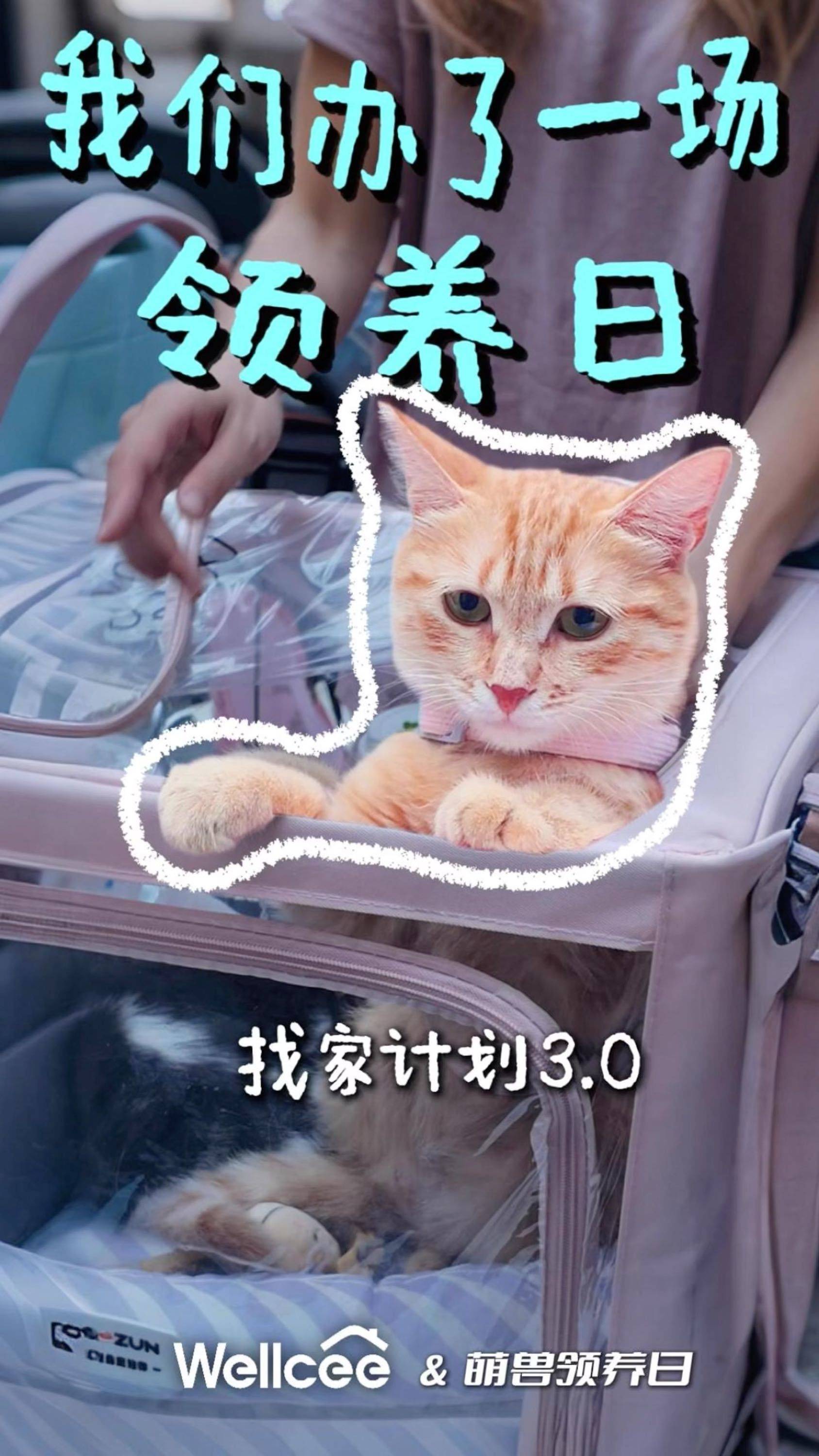 急急急，招一名“铲屎官”长期合租