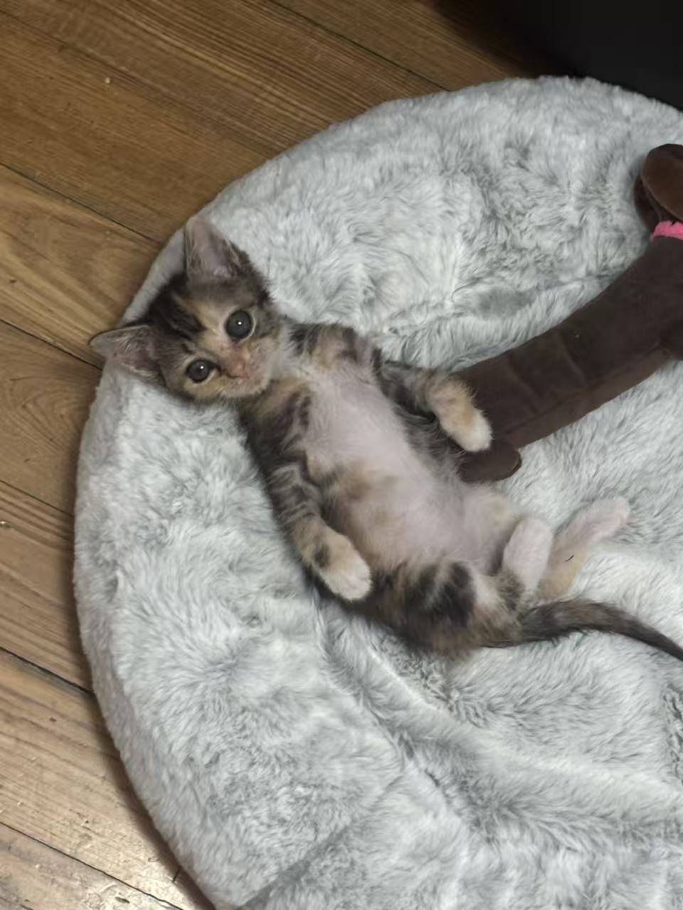 上海无偿领养|超级粘人的彩狸小猫_2