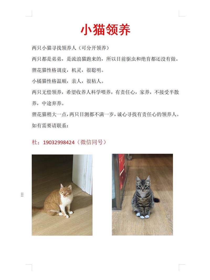 小猫找领养