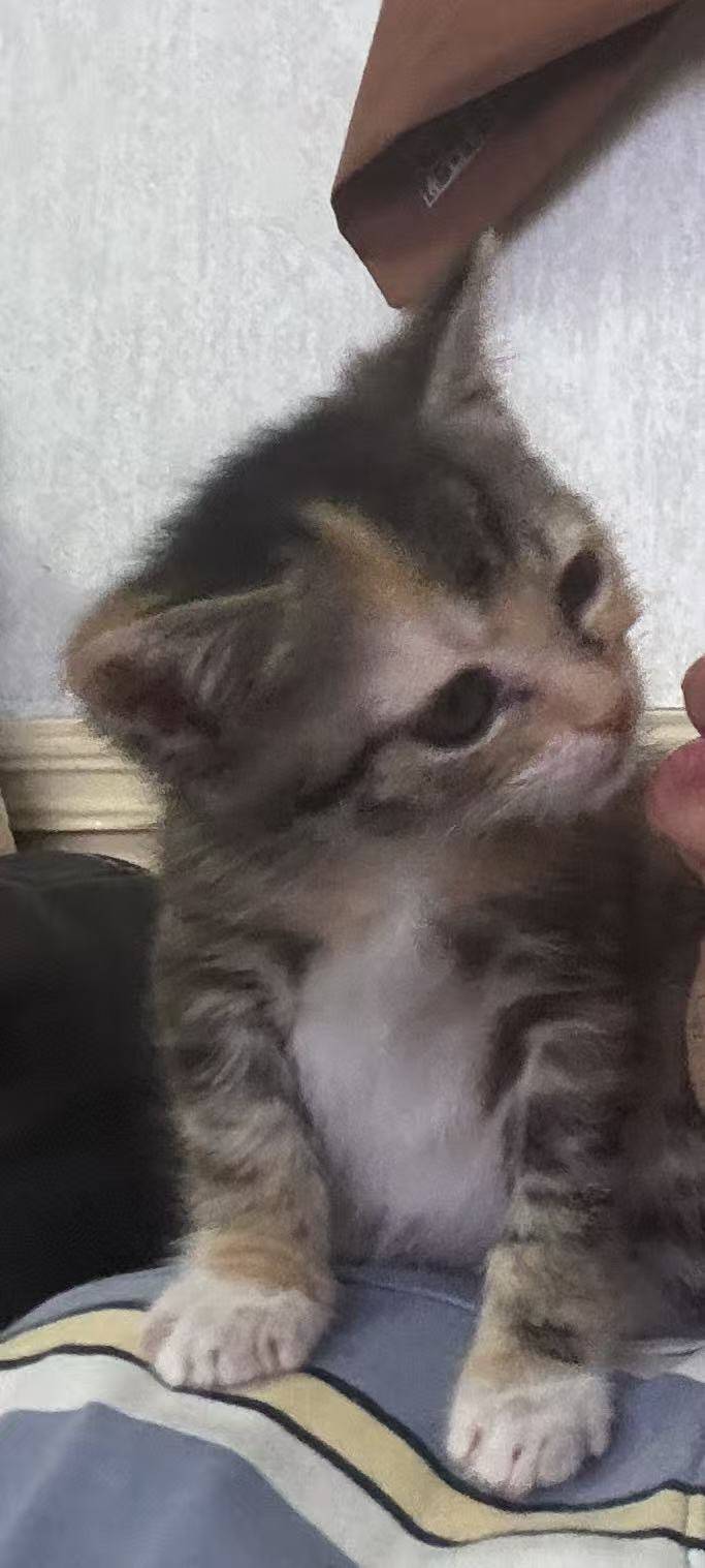 上海无偿领养|超级粘人的彩狸小猫