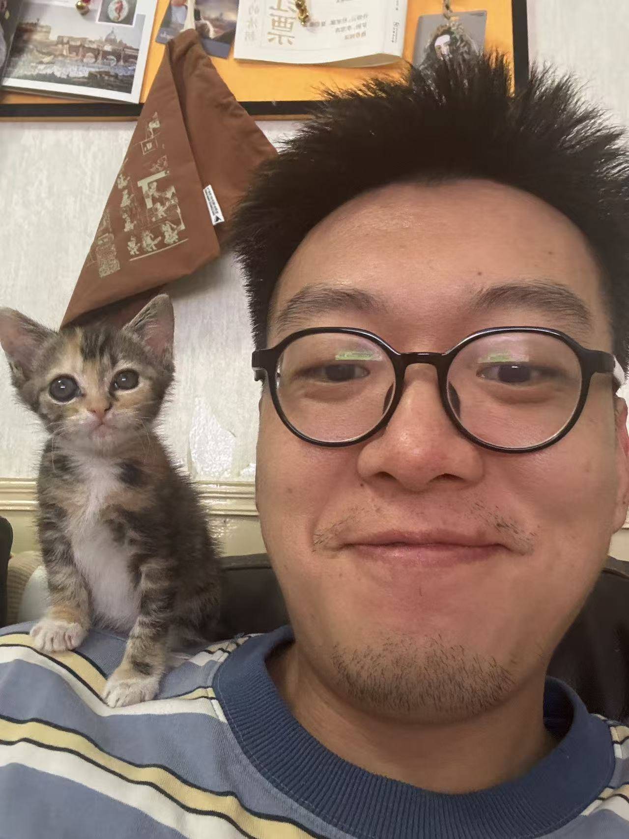 上海无偿领养|超级粘人的彩狸小猫_1