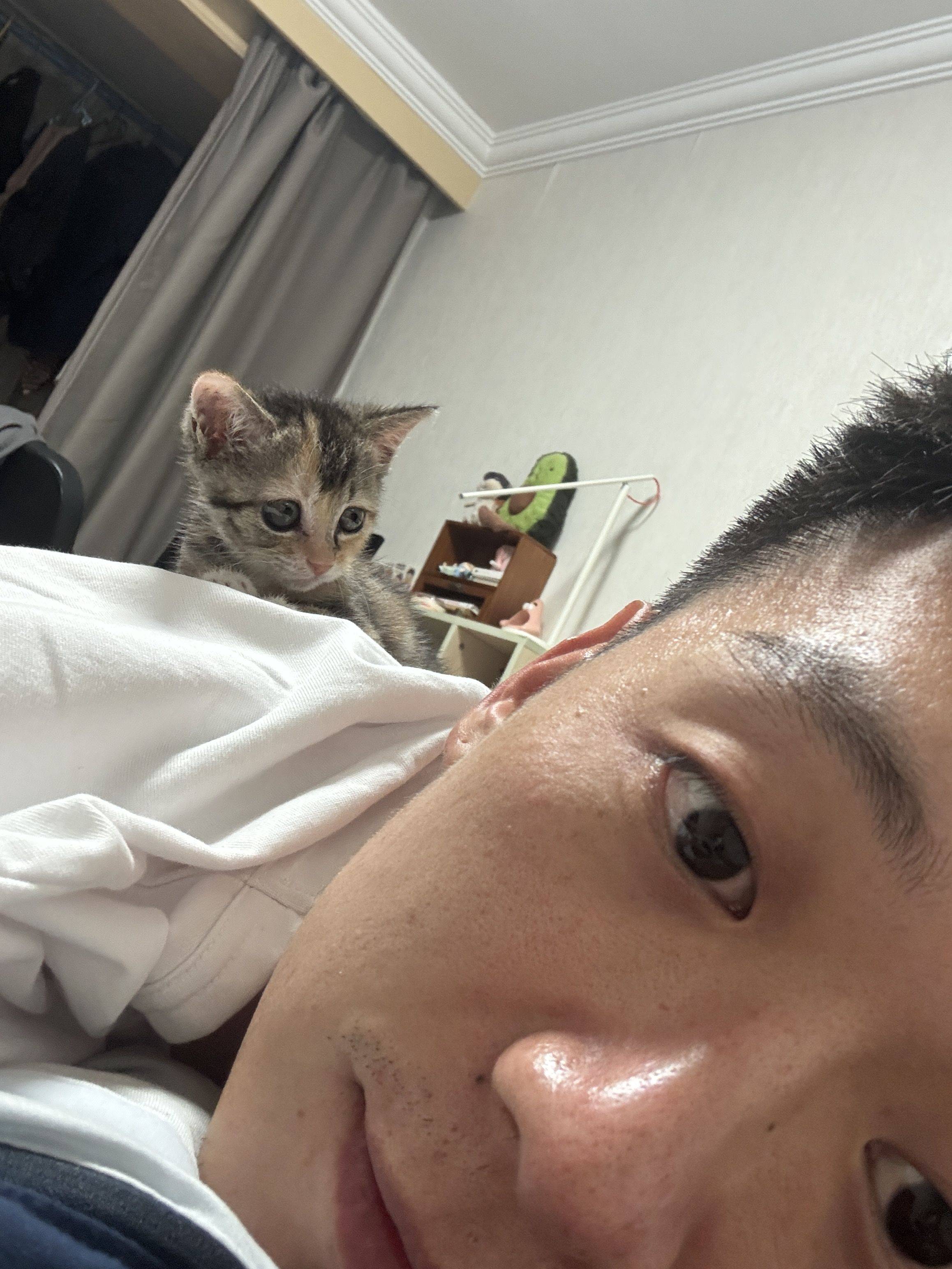 上海无偿领养|超级粘人的彩狸小猫_3