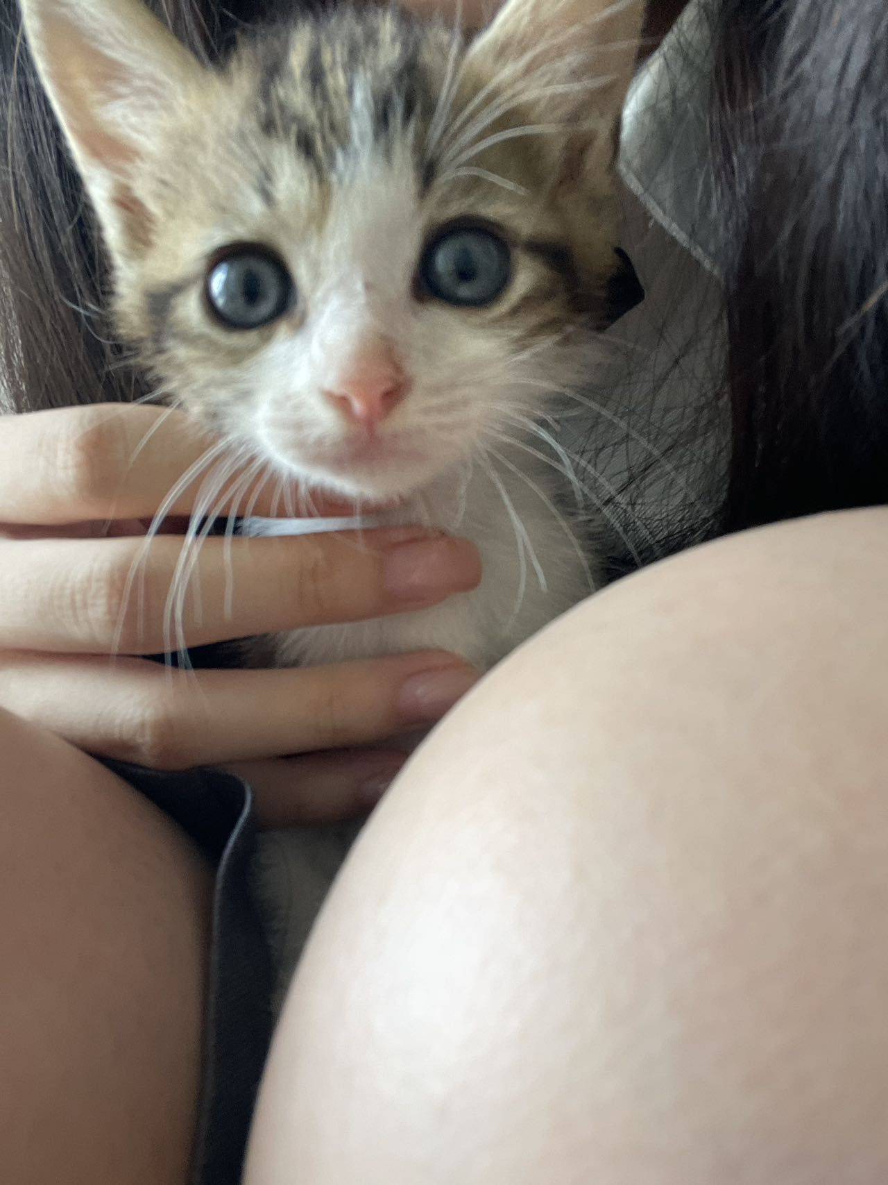 深圳无偿领养母猫_3