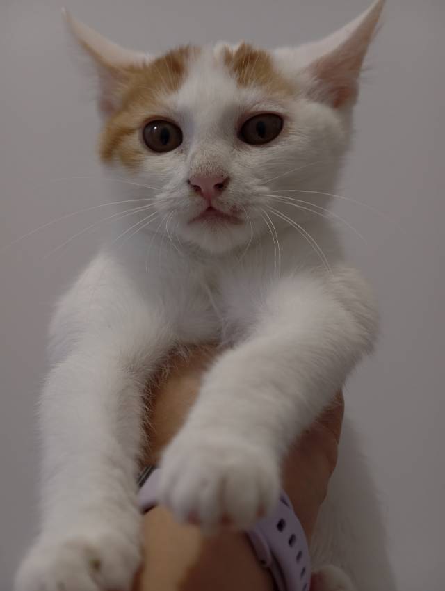板栗店收银员在线找家｜亲人亲猫_4