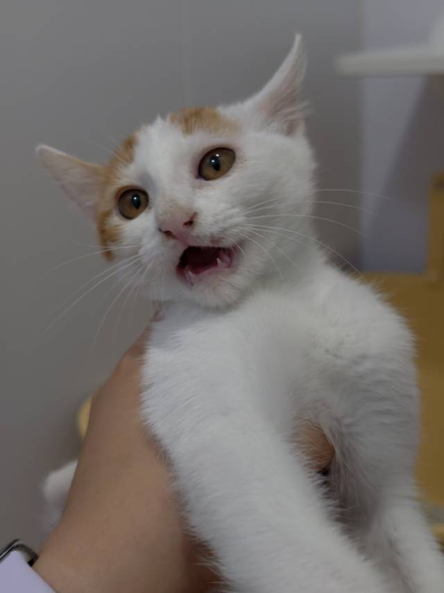 板栗店收银员在线找家｜亲人亲猫_3