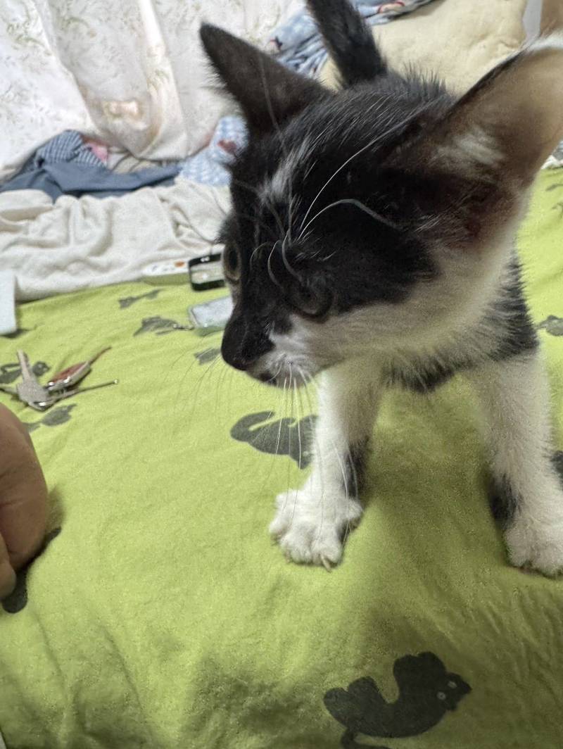 上海浦东金桥一个半月粘人小猫找领养