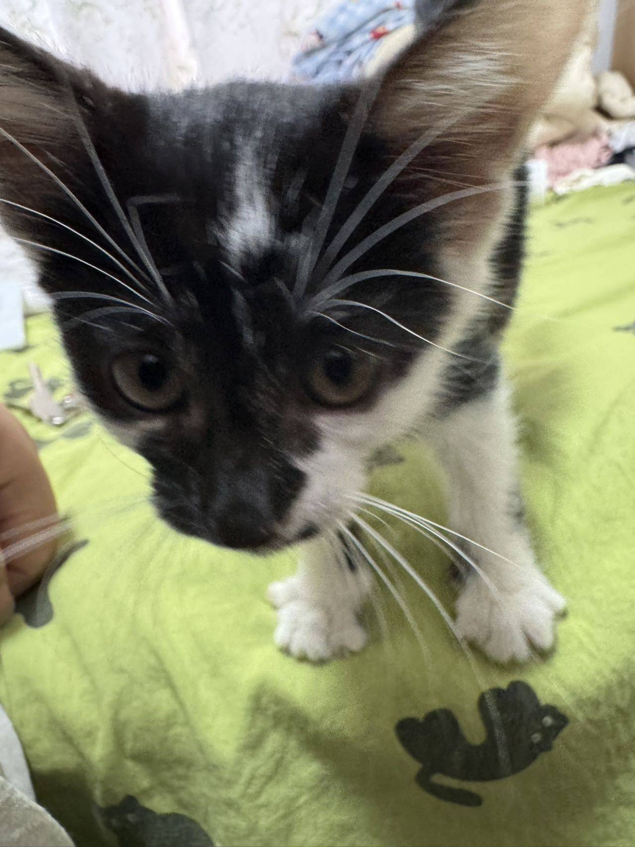 上海浦东金桥一个半月粘人小猫找领养_1