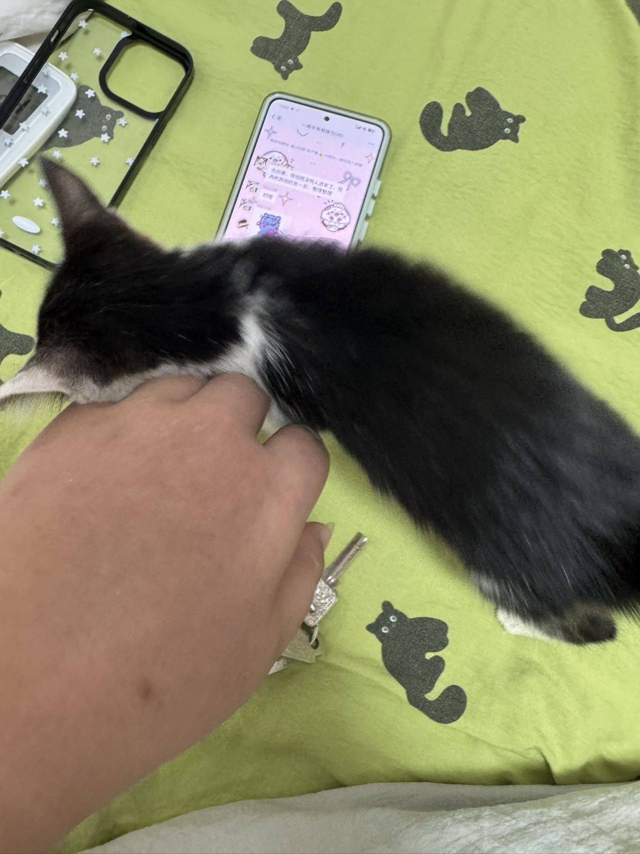 上海浦东金桥一个半月粘人小猫找领养_2