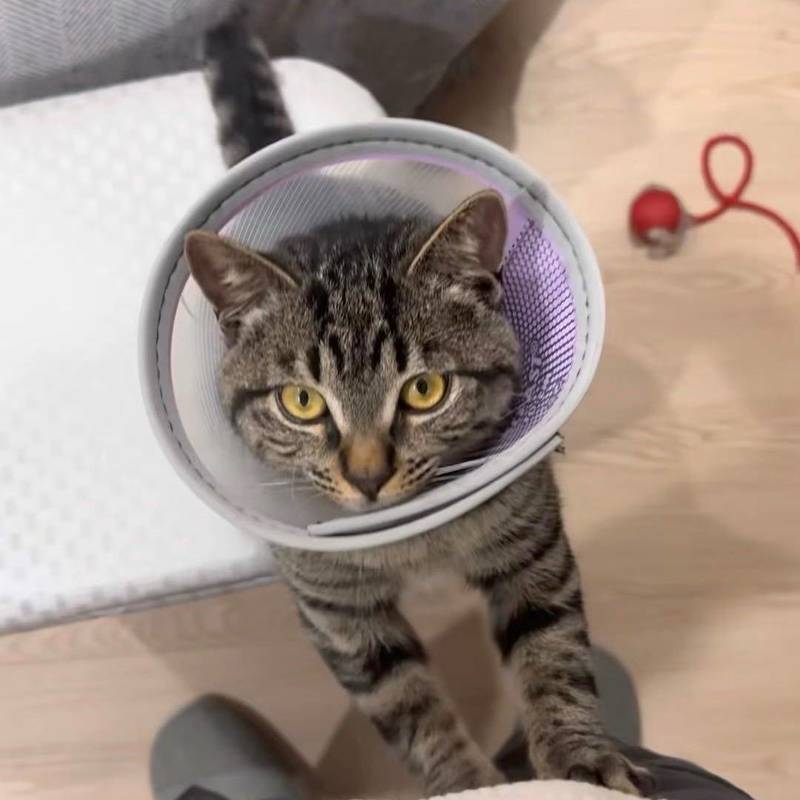 无偿领养猫咪_2