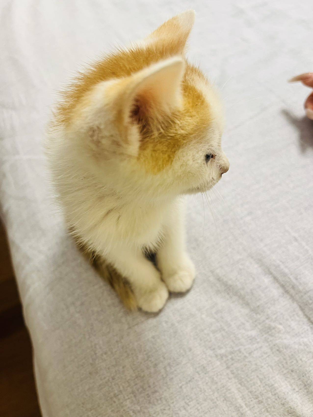 乖巧的小猫猫_0