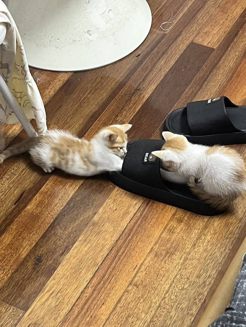 乖巧的小猫猫