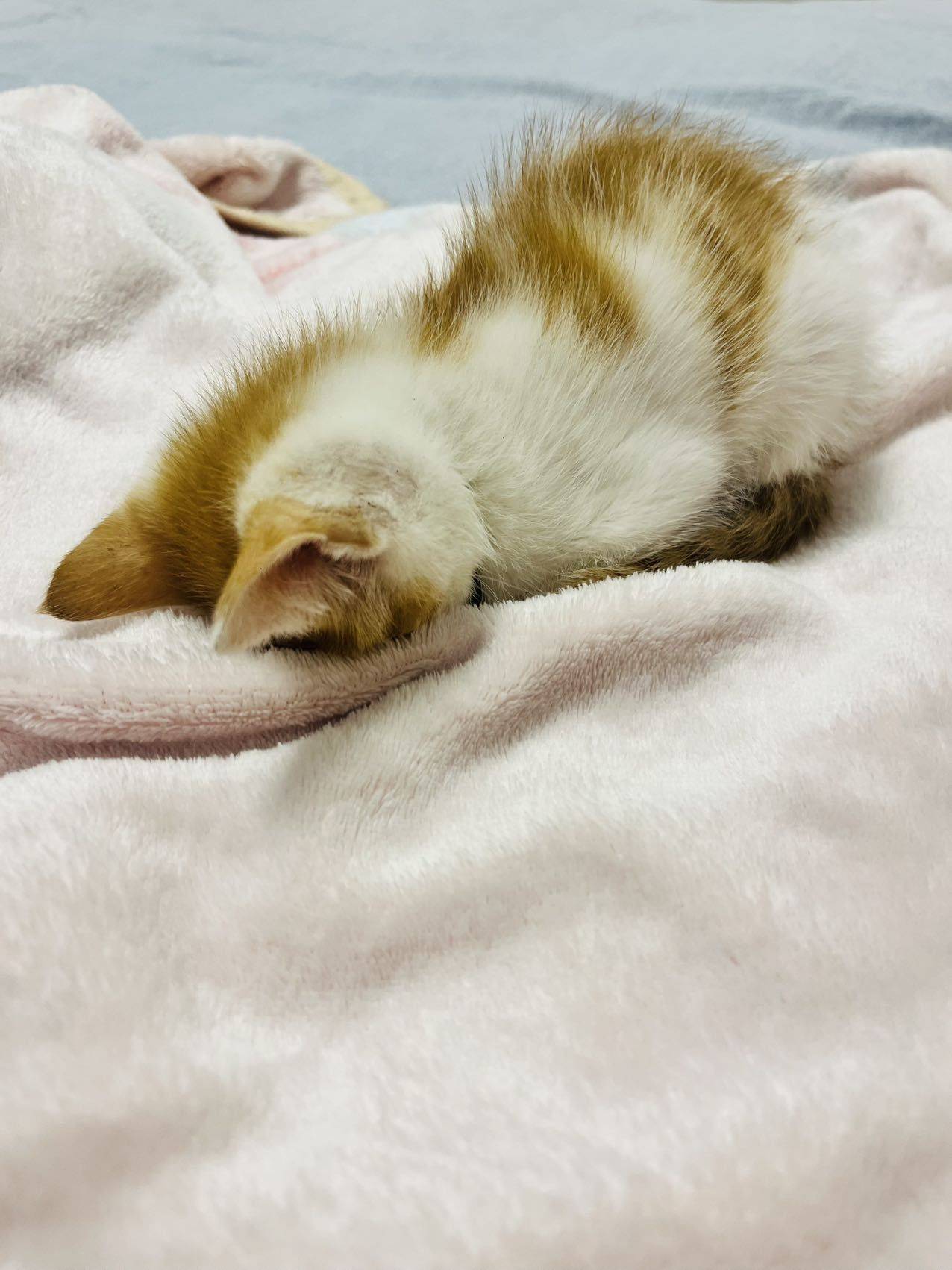 乖巧的小猫猫_1