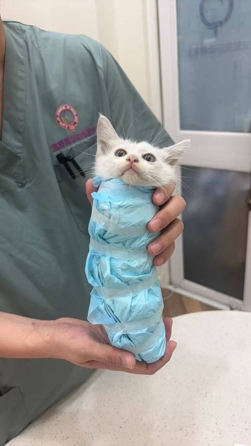 上海台风天捡到奶猫求领养！_2