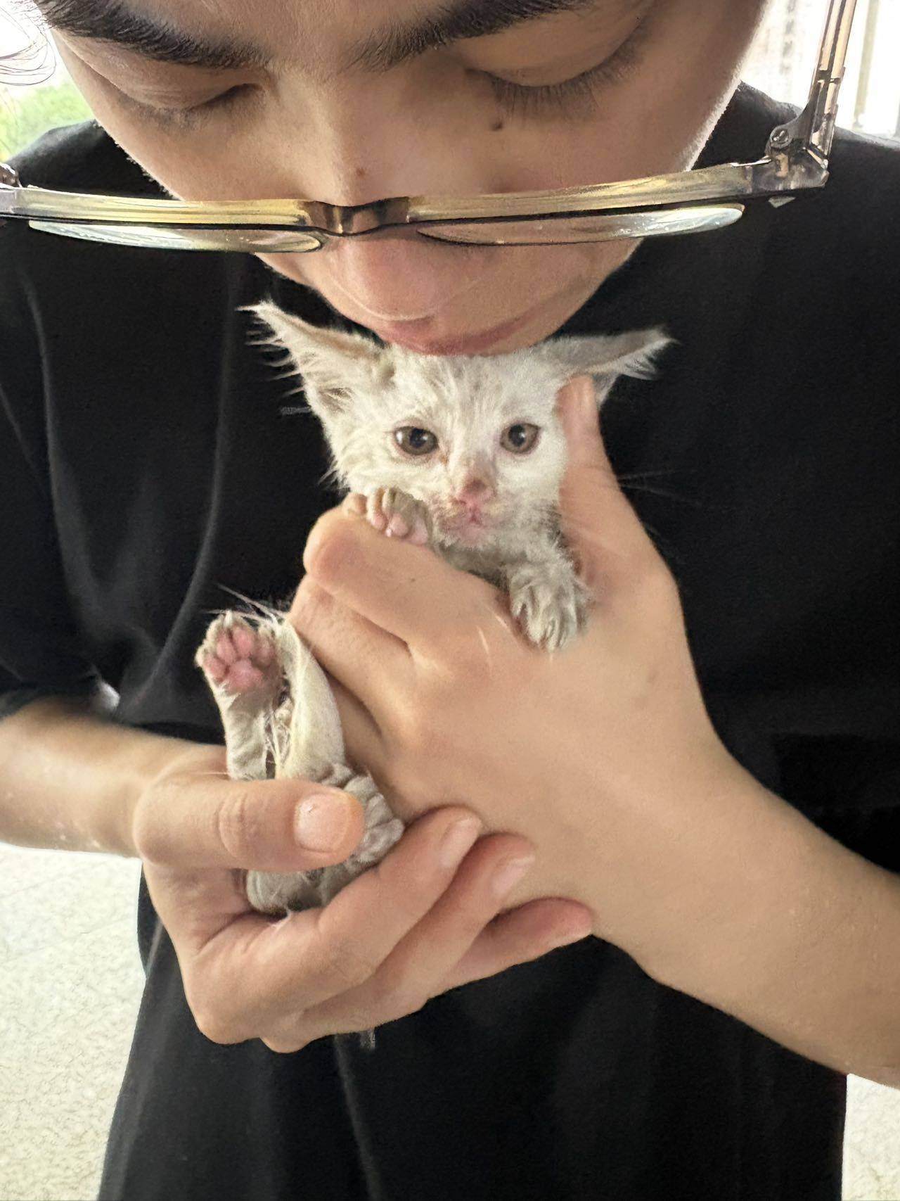上海台风天捡到奶猫求领养！_0