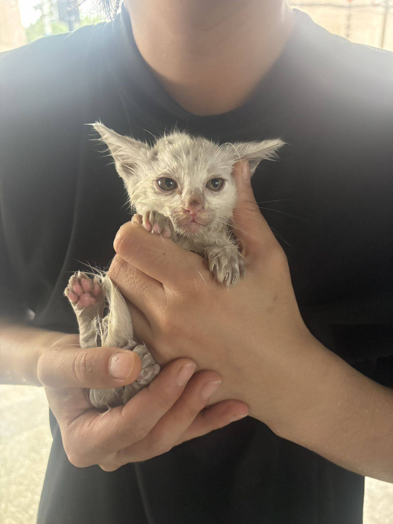 上海台风天捡到奶猫求领养！_1