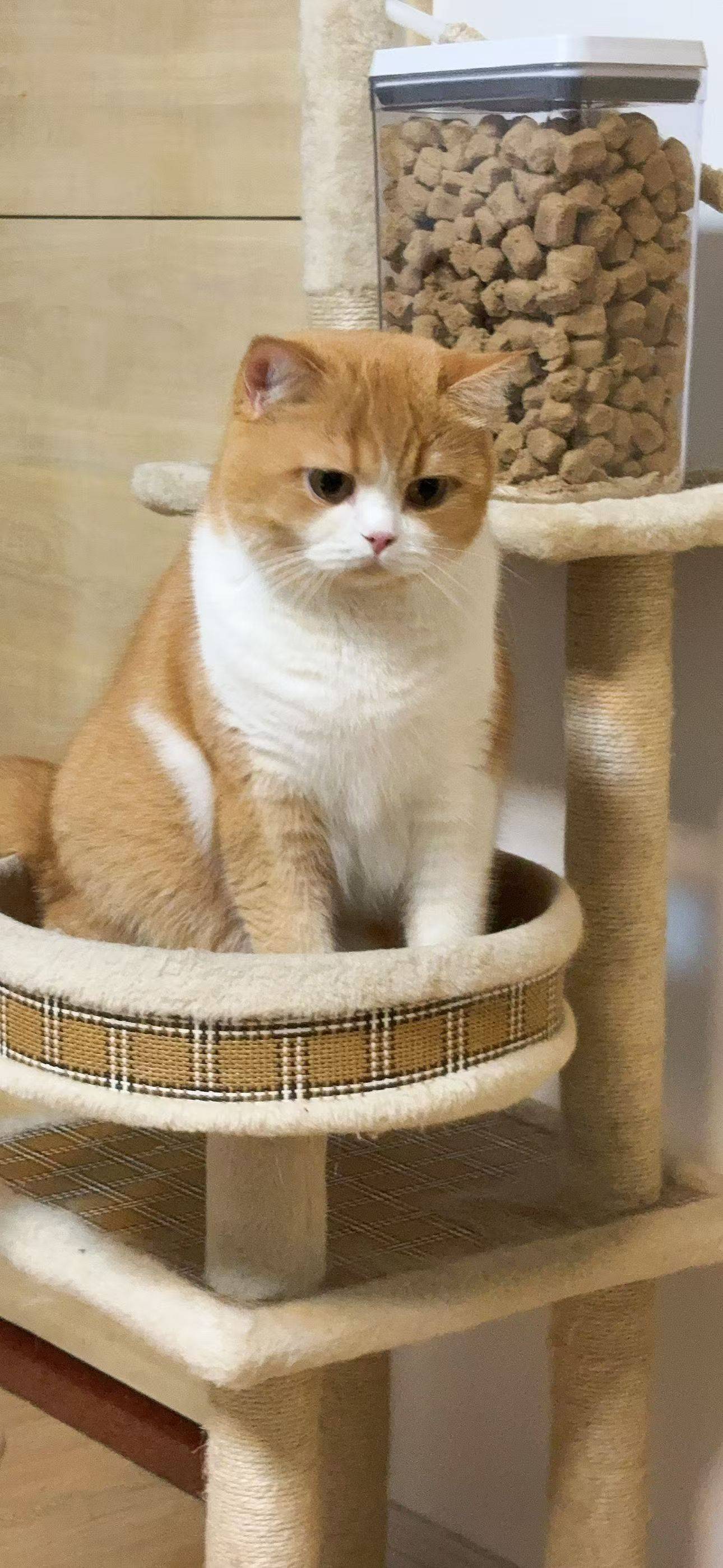 深漂7年小两口 + 5岁小猫，求好心房东收留