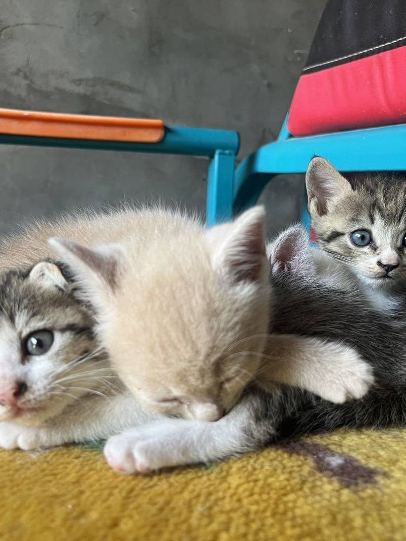 宠物领养 猫妈 喂奶 一窝小猫