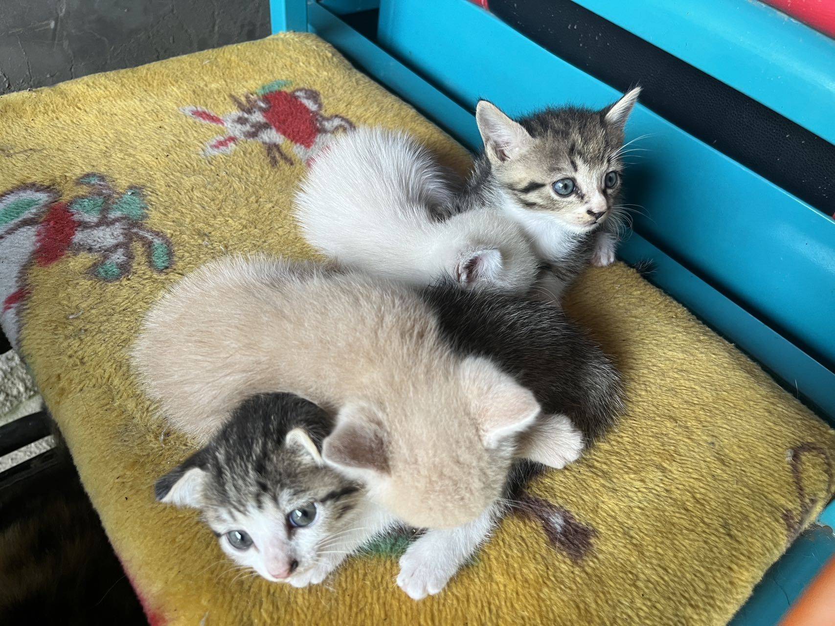 宠物领养 猫妈 喂奶 一窝小猫 _2