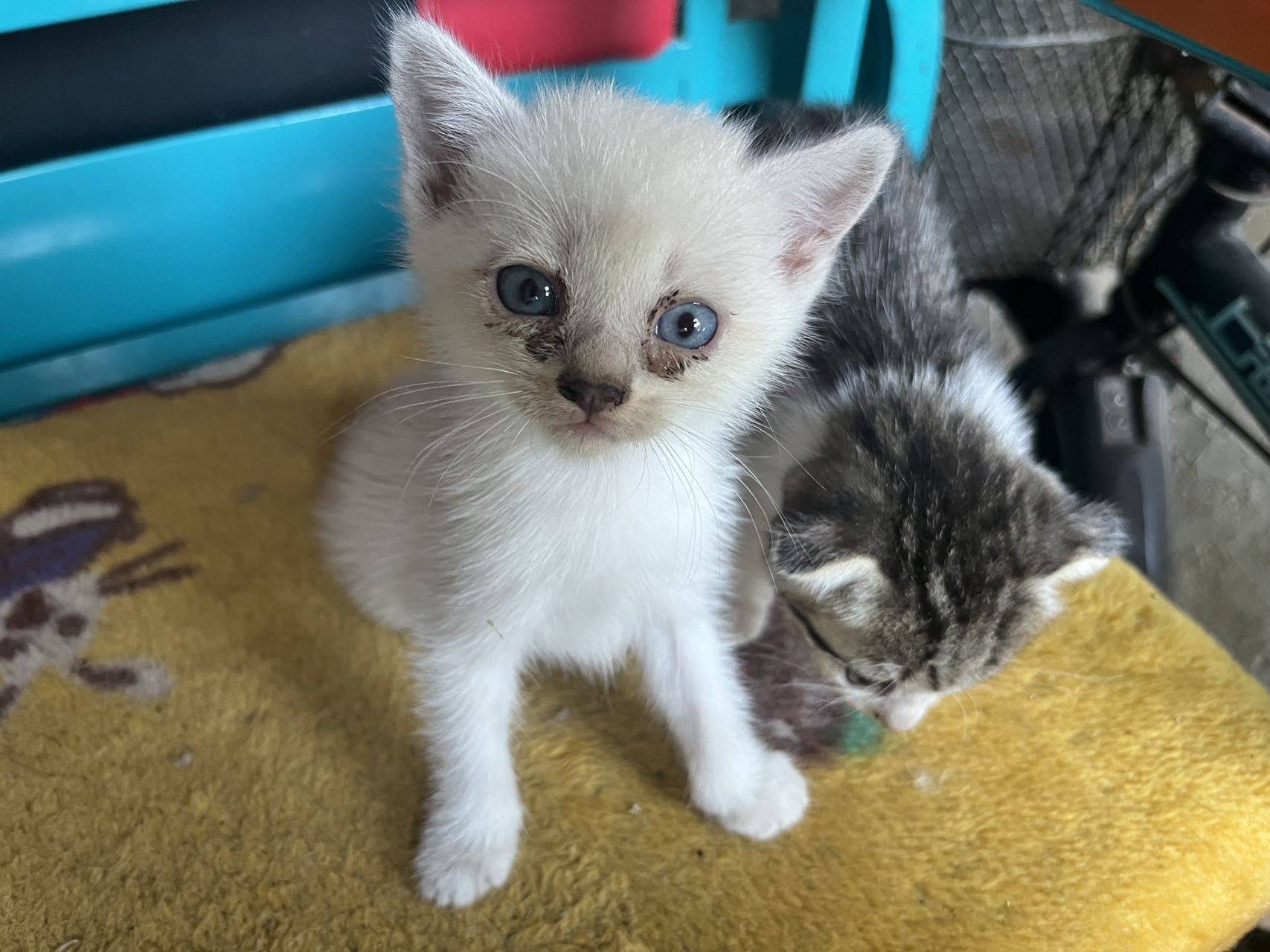宠物领养 猫妈 喂奶 一窝小猫 _4