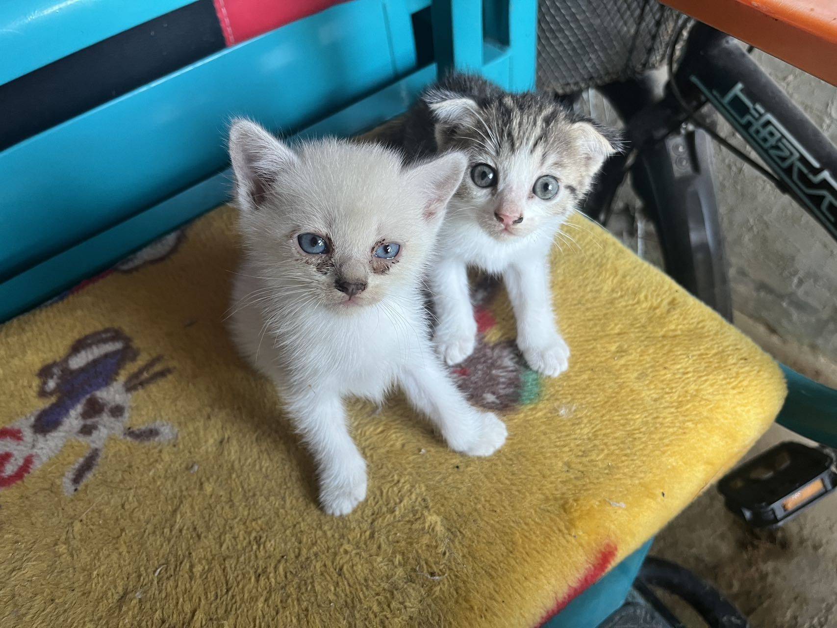 宠物领养 猫妈 喂奶 一窝小猫 _3