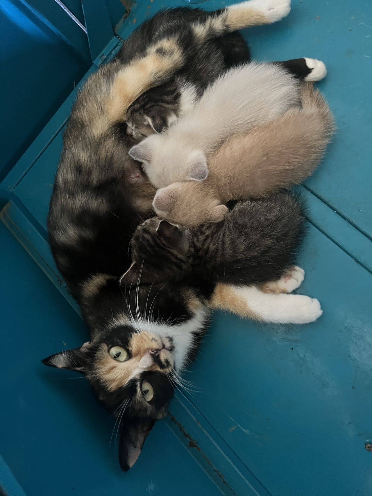 宠物领养 猫妈 喂奶 一窝小猫 _0