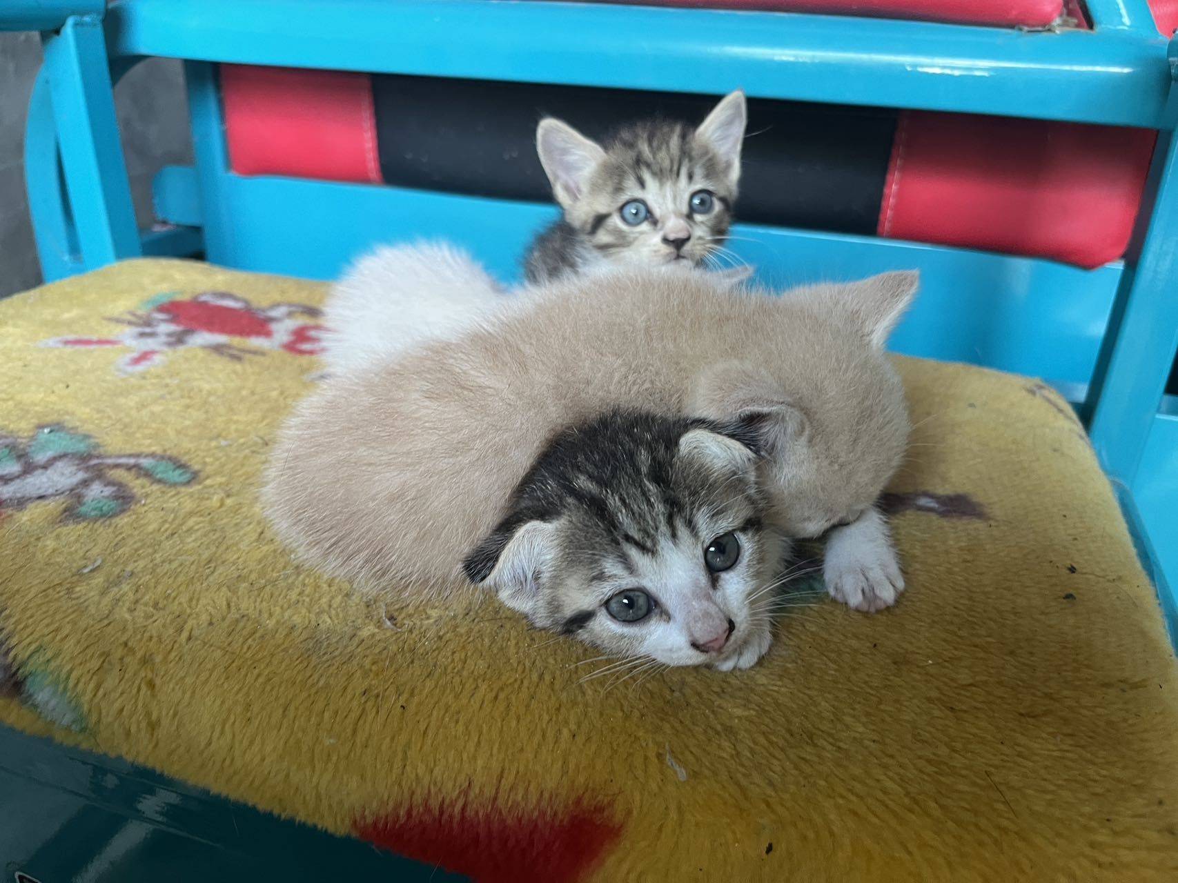 宠物领养 猫妈 喂奶 一窝小猫 _1