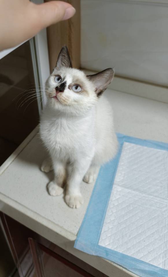 上海小猫免费领养