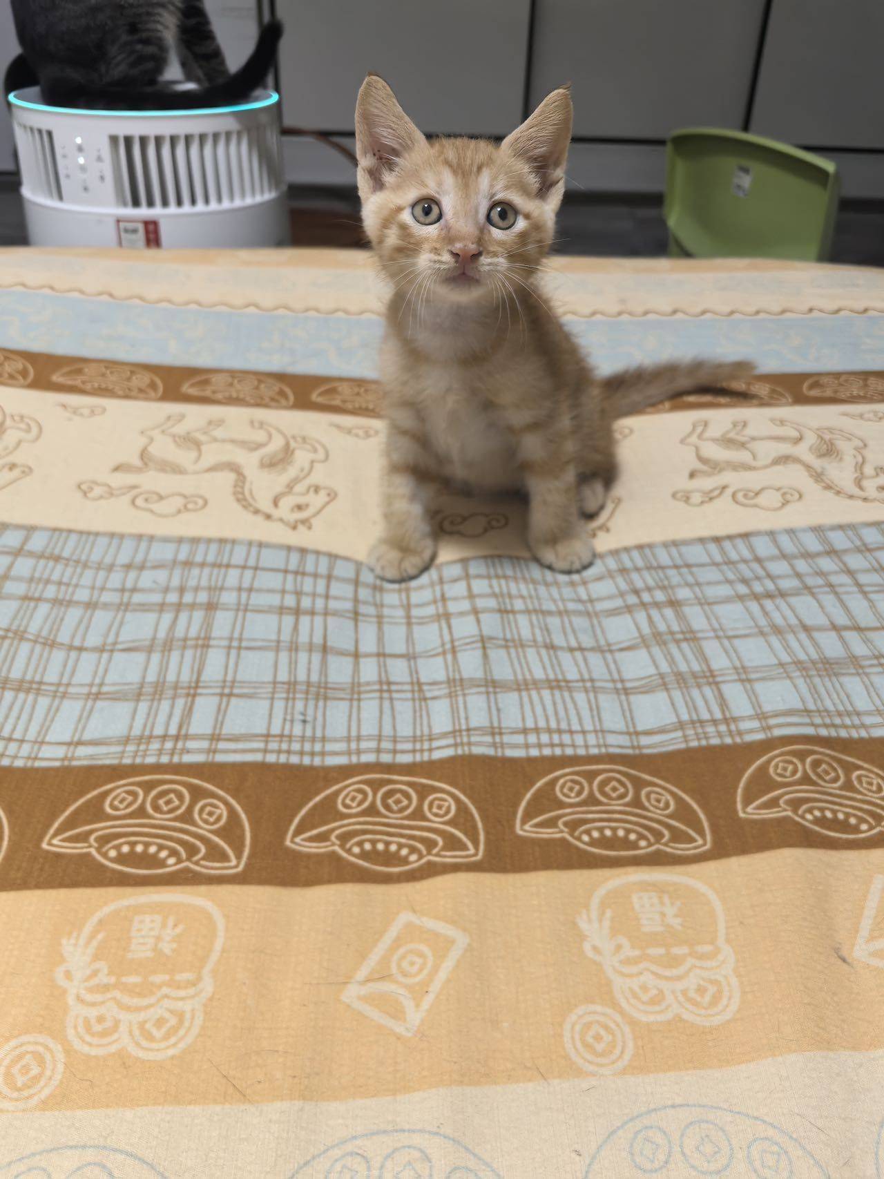 上海无偿领养｜车库捡到的一月龄小橘猫✨
_2