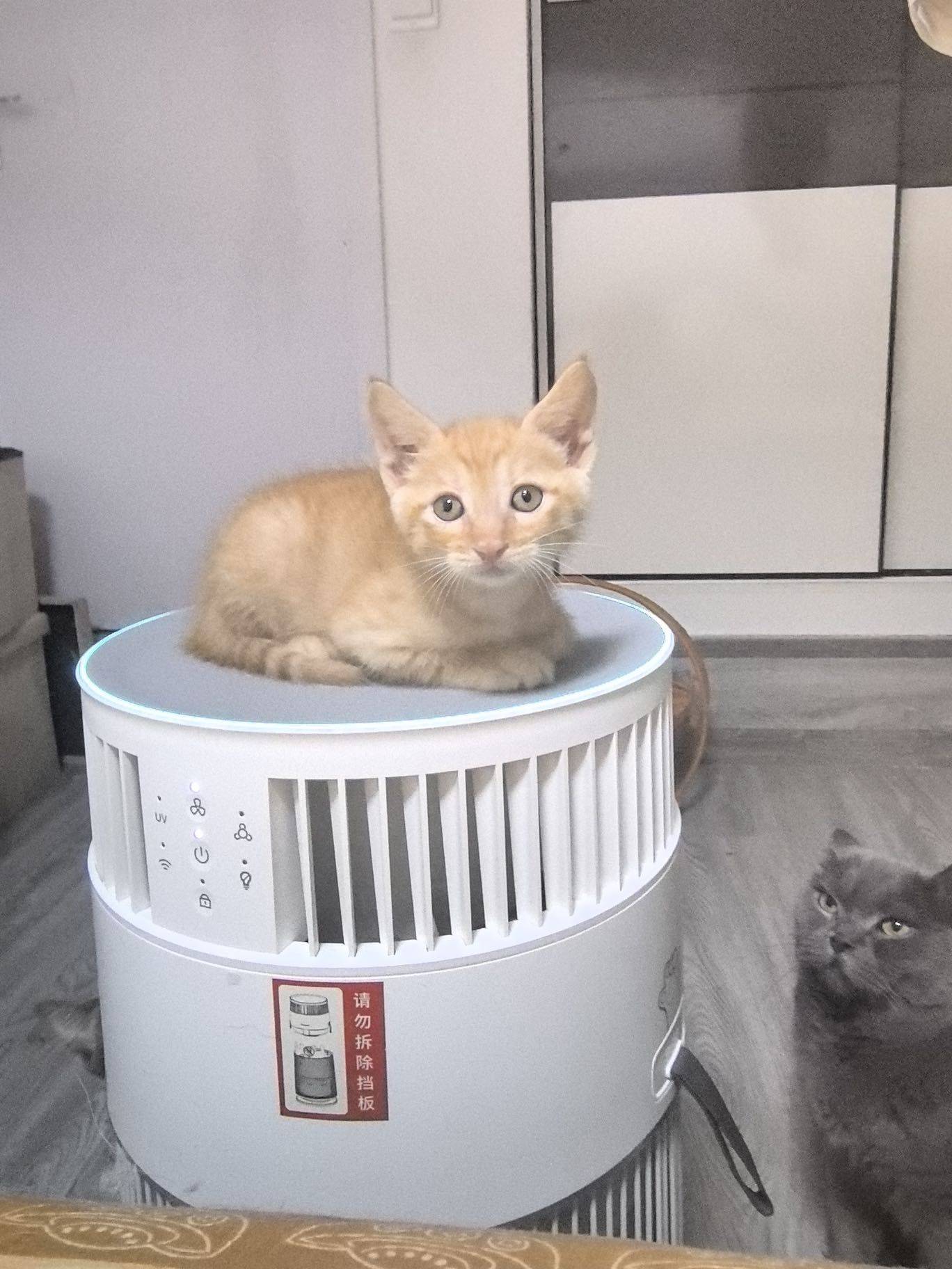 上海无偿领养｜车库捡到的一月龄小橘猫✨
_1