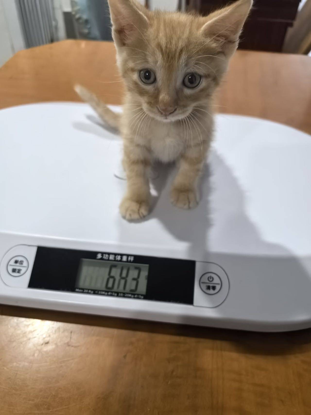上海无偿领养｜车库捡到的一月龄小橘猫✨
_0