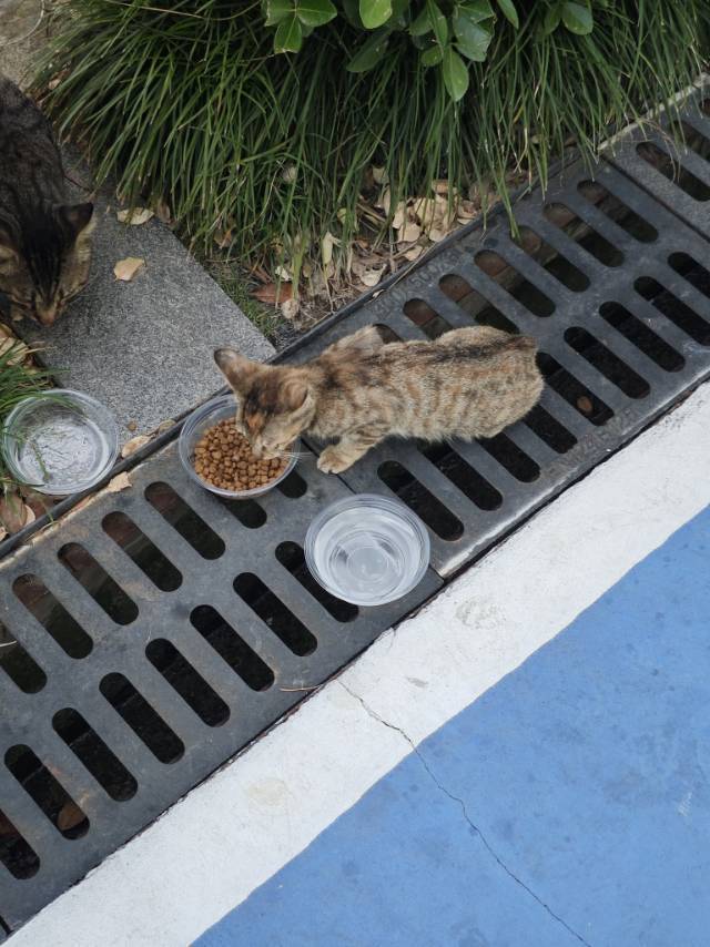 超乖小狸花找领养_3