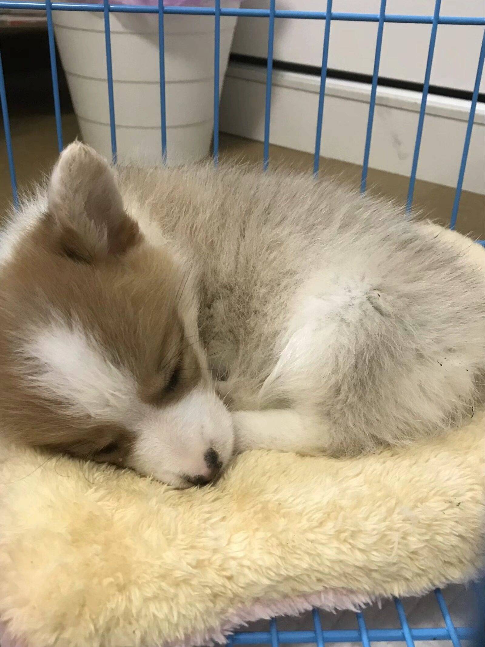 给狗狗找个家_2