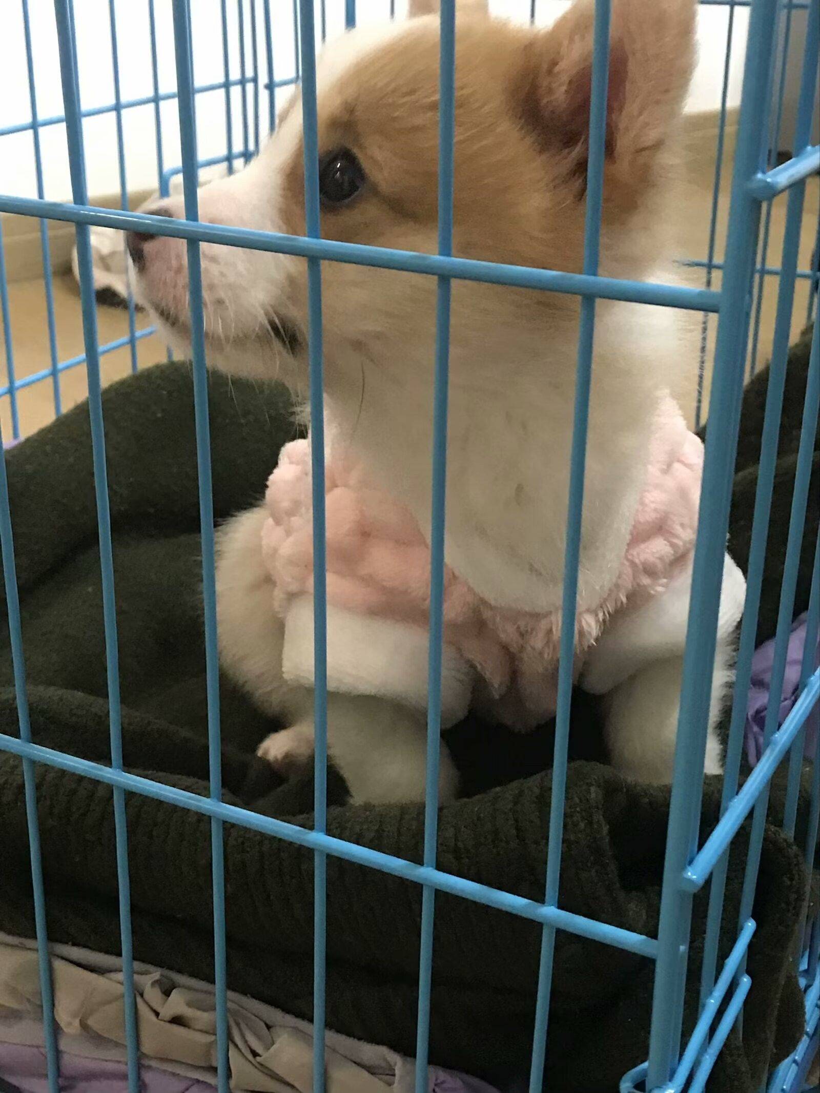 给狗狗找个家_3