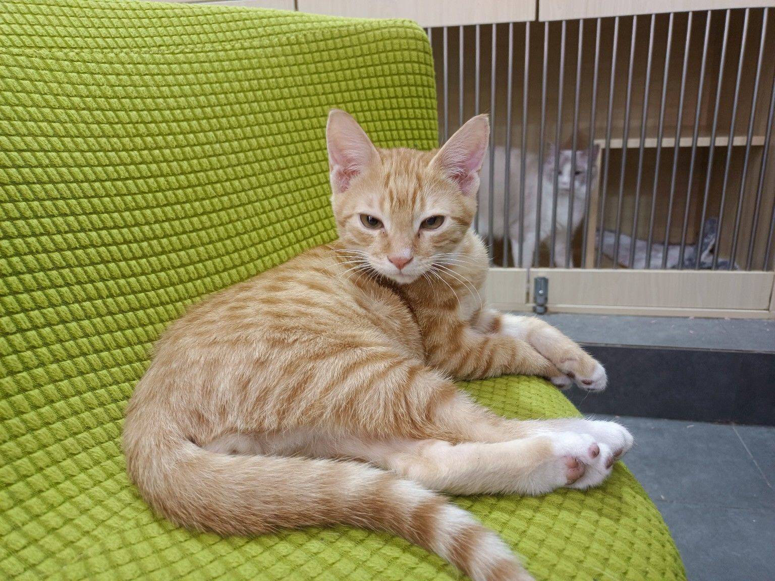 租房 在线蹲室友  预算2000，在1_3