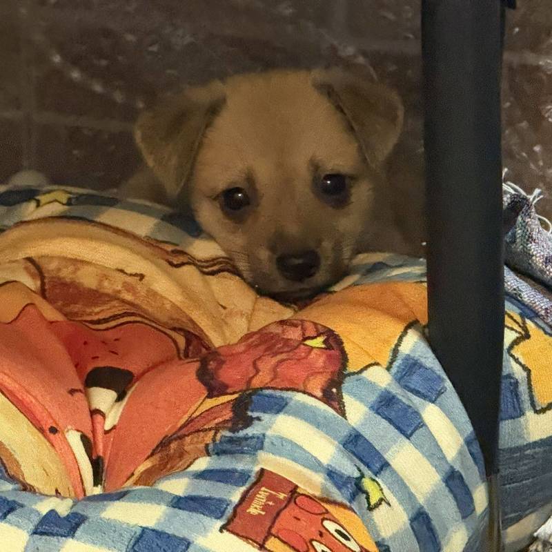 在暴雨前抱回来的三只小流浪🐕找领养🥹_1
