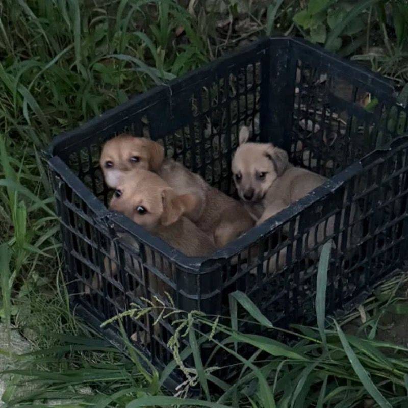 在暴雨前抱回来的三只小流浪🐕找领养🥹_2