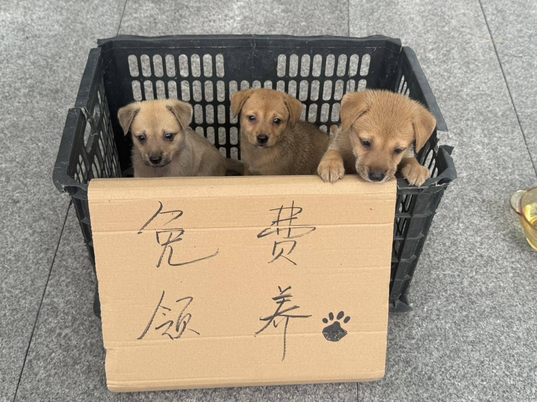 在暴雨前抱回来的三只小流浪🐕找领养🥹