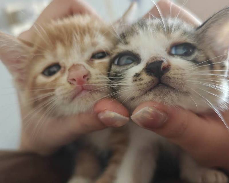 两个月左右小奶猫找靠谱新家,活泼粘人,会