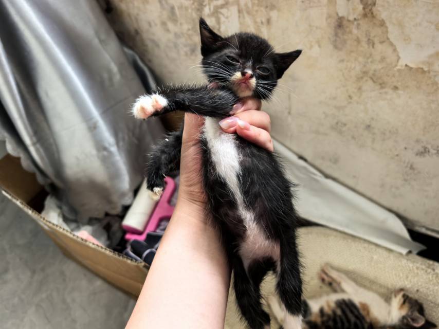 两个月左右小奶猫找靠谱新家，活泼粘人，会_4