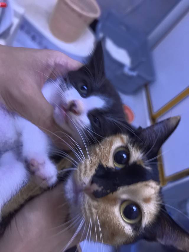 两个月左右小奶猫找靠谱新家，活泼粘人，会_0
